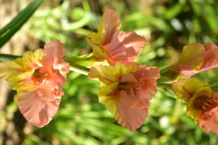  - Gladiole 2020