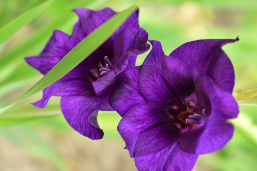  - Gladiole 2020