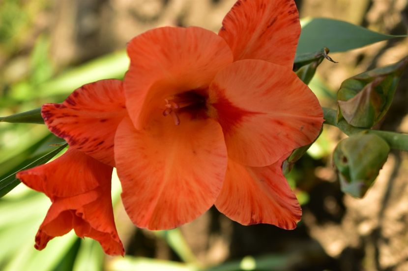  - Gladiole 2020
