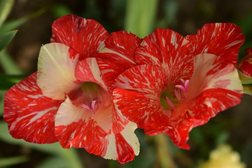  - Gladiole 2020