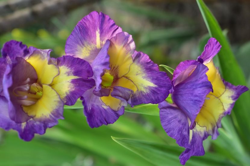  - Gladiole 2020