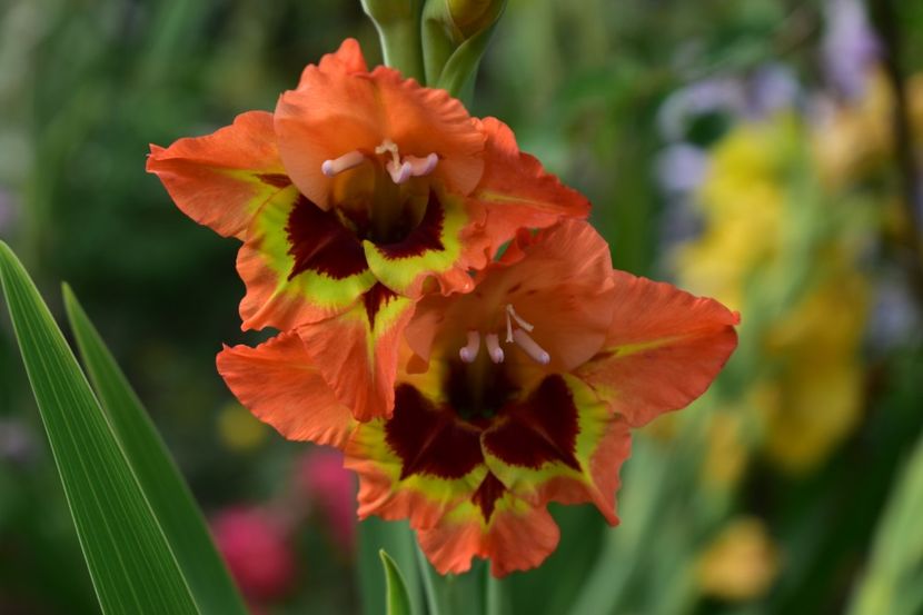  - Gladiole 2020
