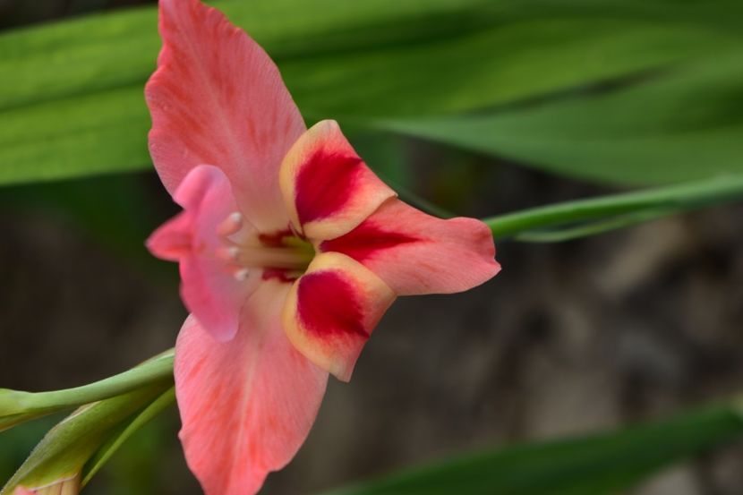  - Gladiole 2020