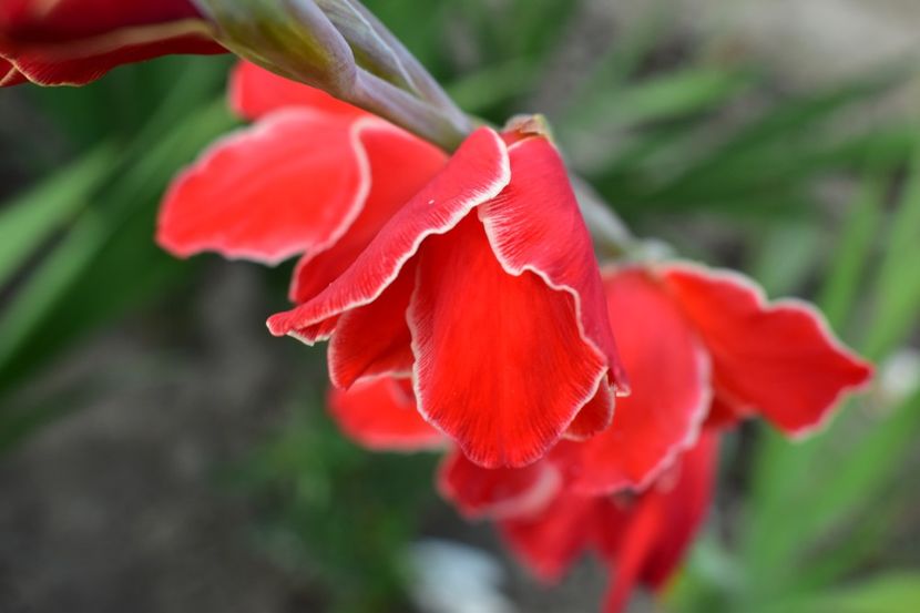  - Gladiole 2020