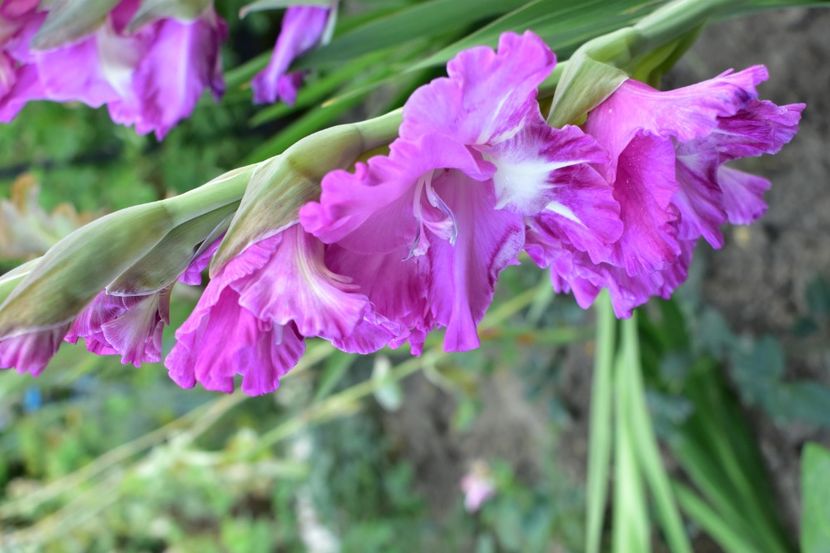  - Gladiole 2020