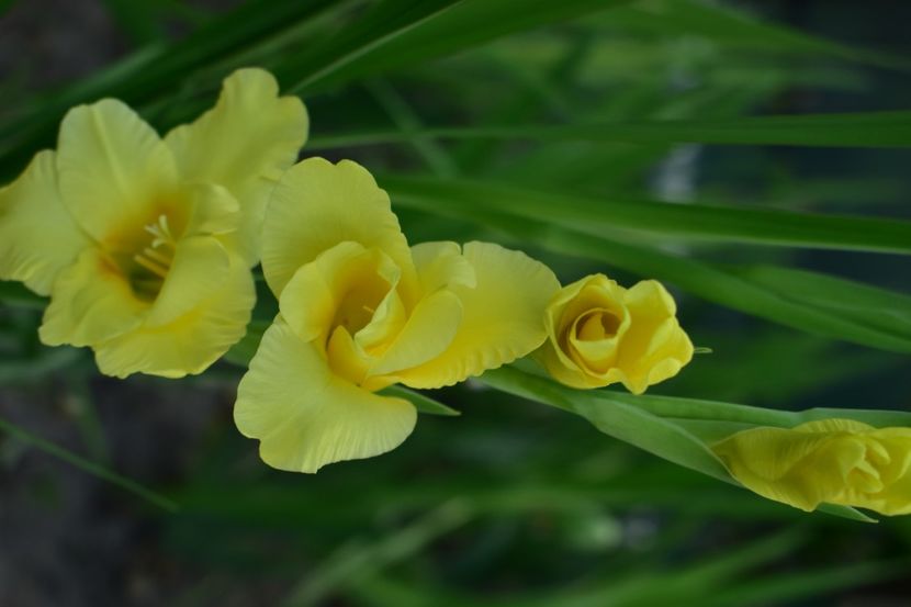  - Gladiole 2020