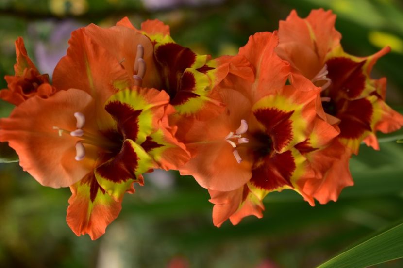  - Gladiole 2020
