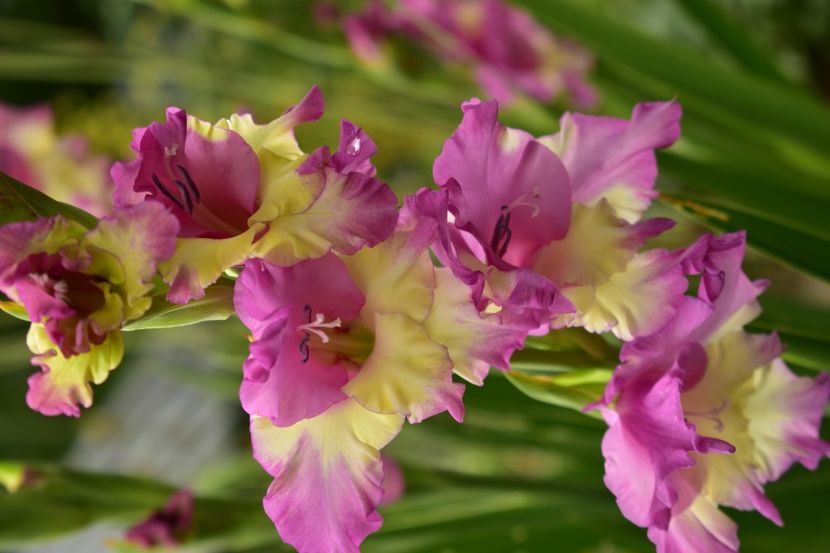  - Gladiole 2020