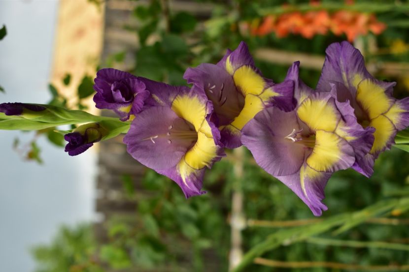  - Gladiole 2020
