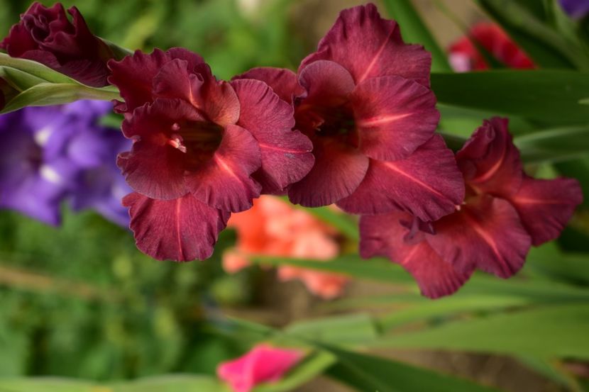  - Gladiole 2020
