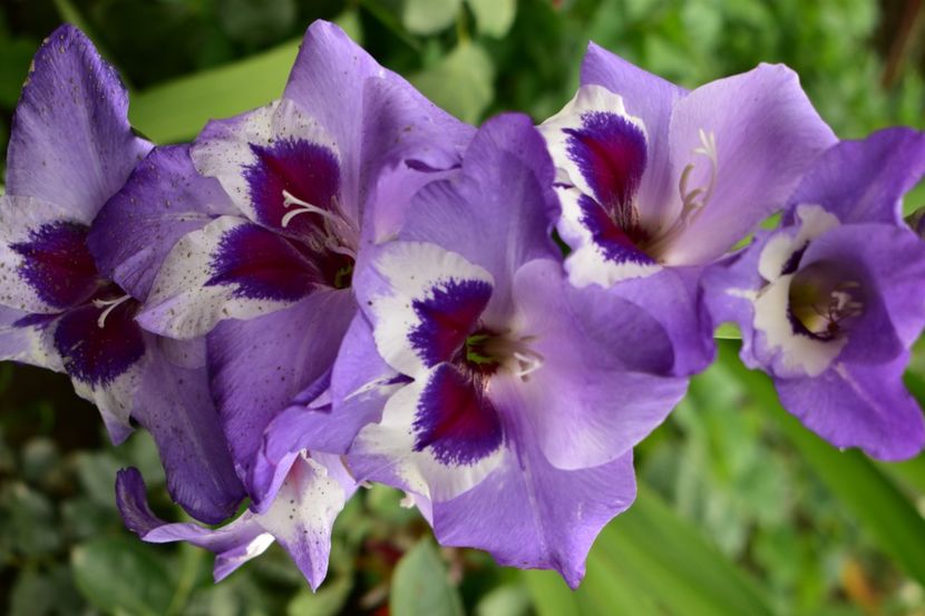  - Gladiole 2020