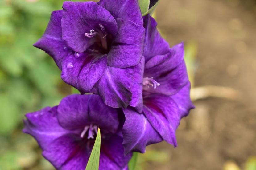  - Gladiole 2020