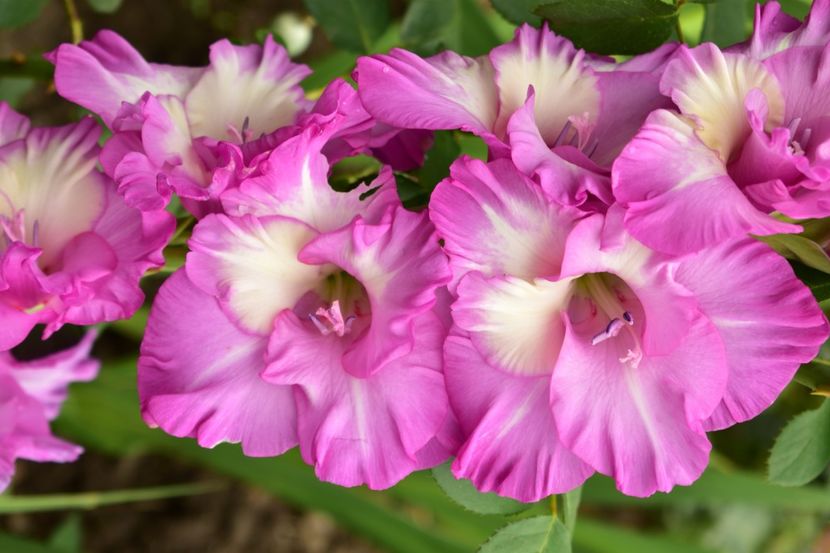  - Gladiole 2020