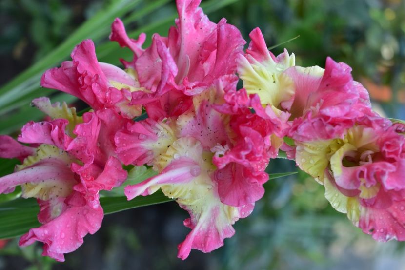  - Gladiole 2020