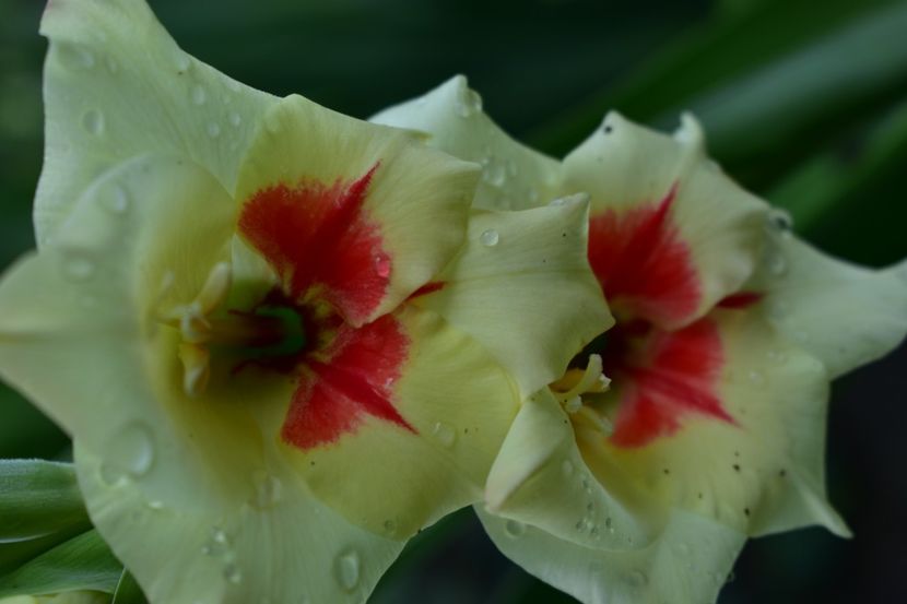  - Gladiole 2020