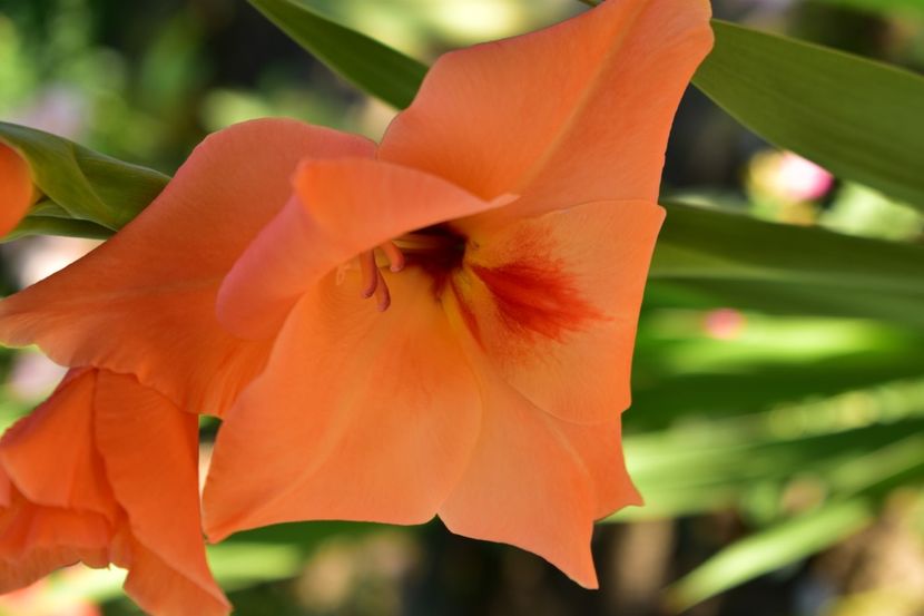  - Gladiole 2020