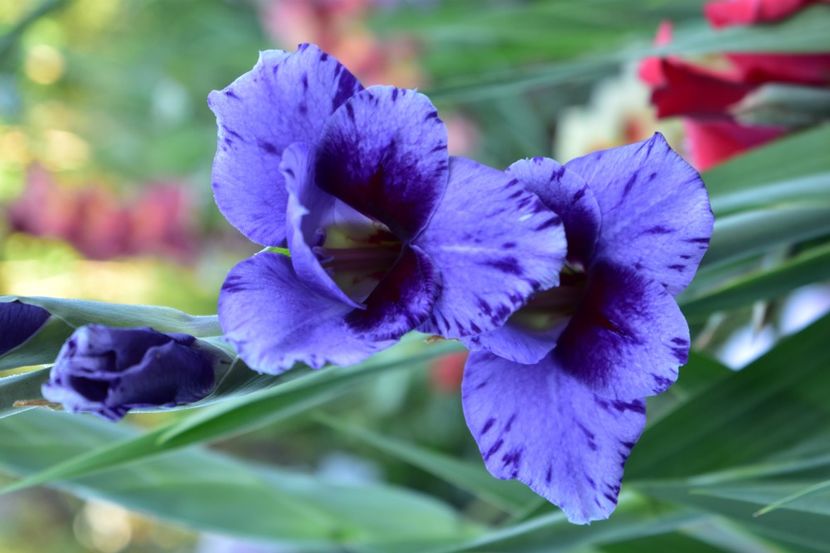  - Gladiole 2020