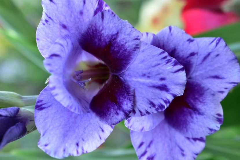  - Gladiole 2020