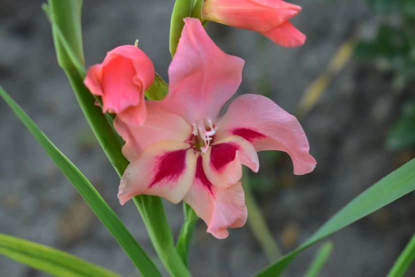  - Gladiole 2020