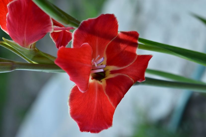  - Gladiole 2020