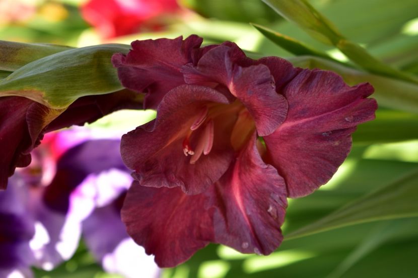  - Gladiole 2020