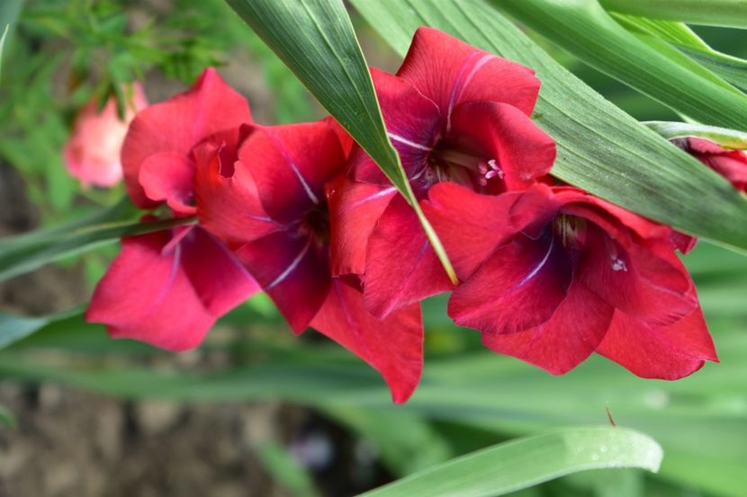  - Gladiole 2020