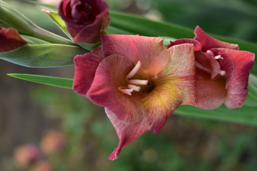  - Gladiole 2020