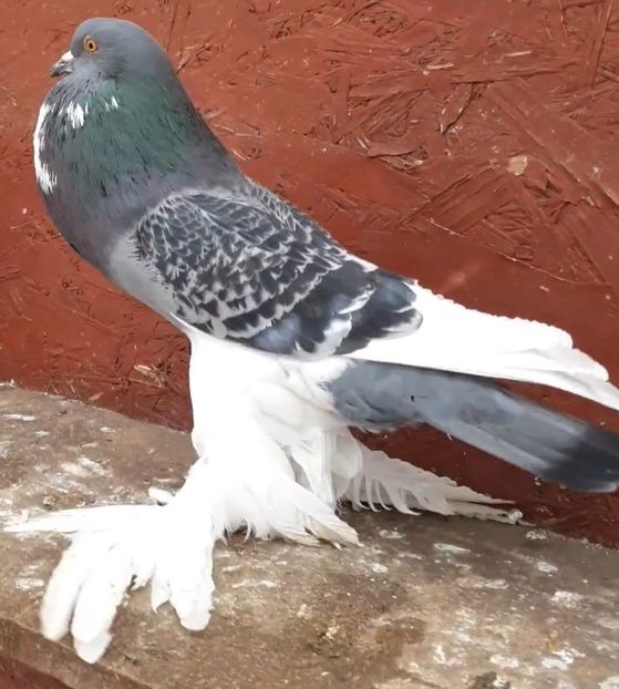 C1006A4C-A00C-4EB9-9E40-F0DA3DBDFB3D - Ornament