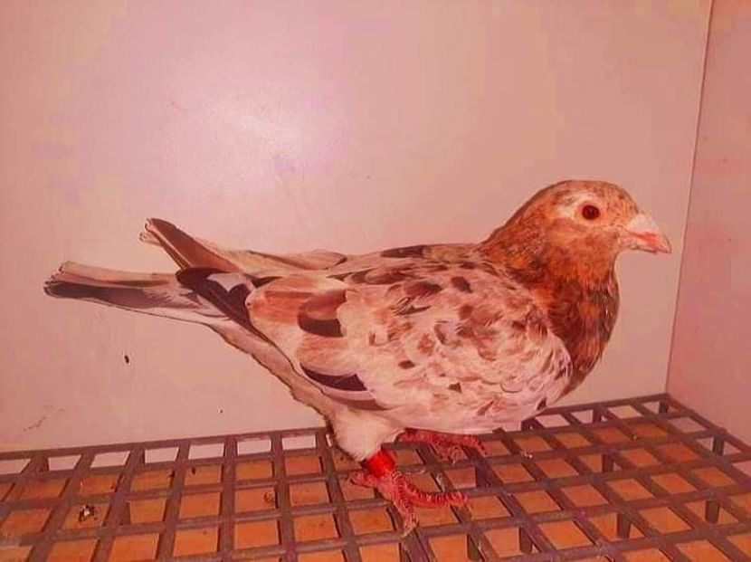  - NU IMI APARTIN ALBUM NR 2