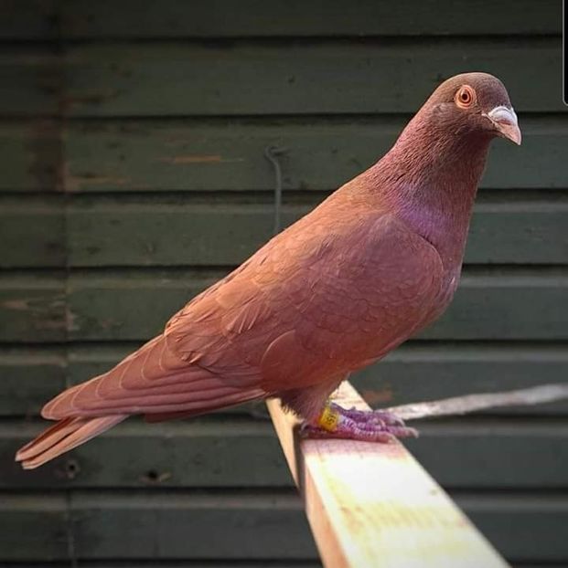  - NU IMI APARTIN ALBUM NR 2