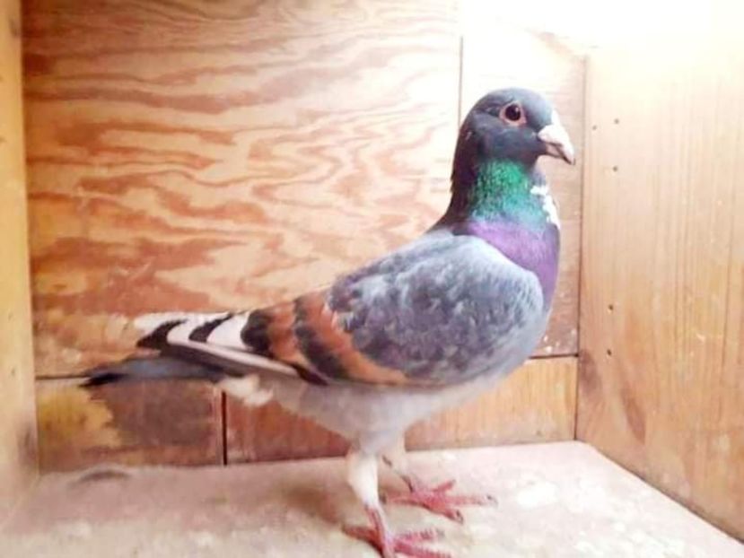  - NU IMI APARTIN ALBUM NR 2