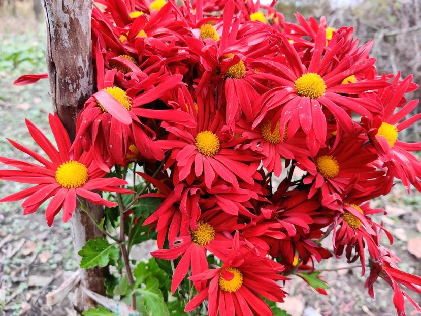 Pemba red - Tufănici și crizanteme