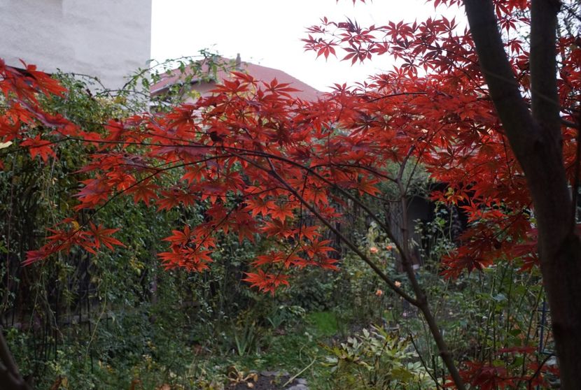  - Noiembrie 2019- noiembrie 2020