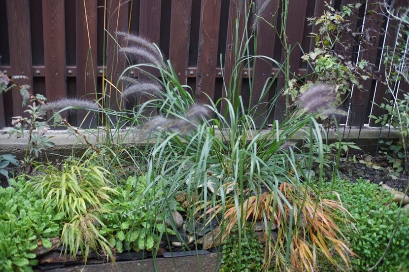  - Noiembrie 2019- noiembrie 2020