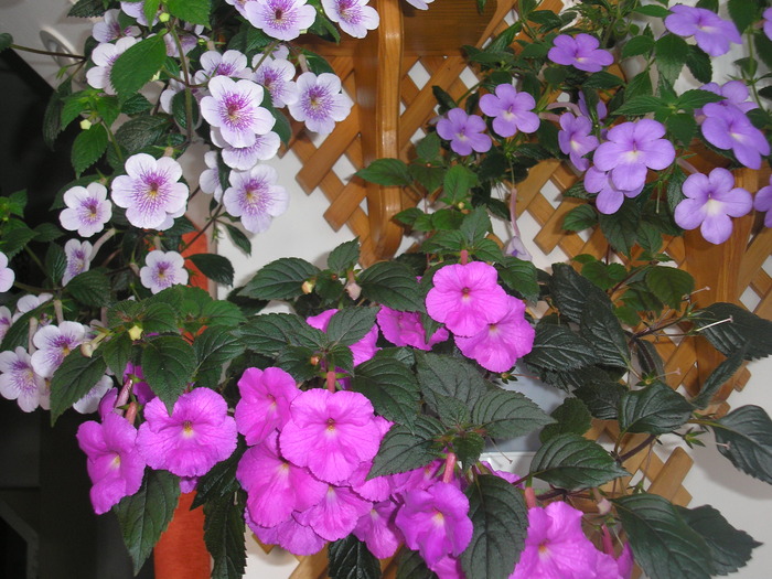 P7100350