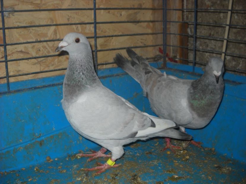  - UNDEVA IN SUCEAVA arhiva