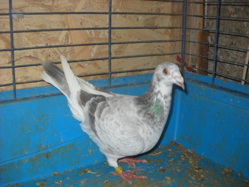  - PORUMBEI VANDUTI 2