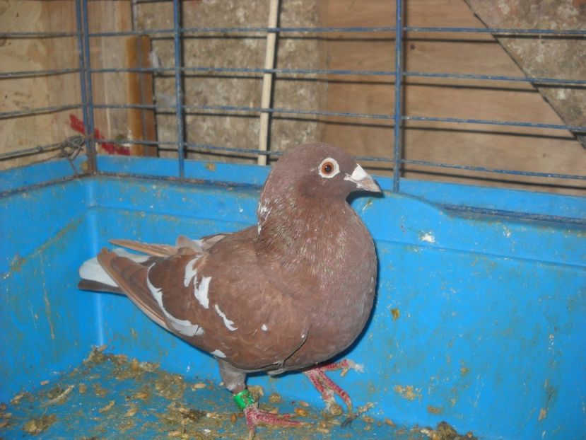  - PORUMBEI VANDUTI 2