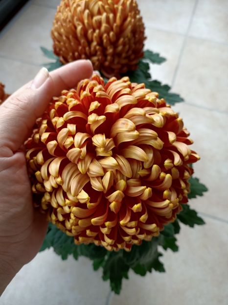 Oare e rezistenta iarna??? - ZZZ-A venit toamna