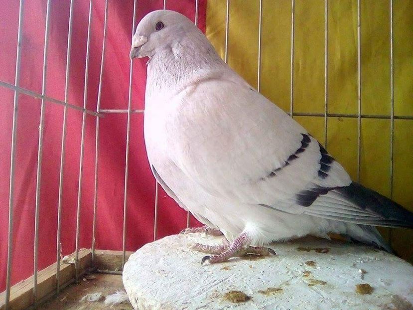 M 2011 AMINTIRE - POZE VRDF