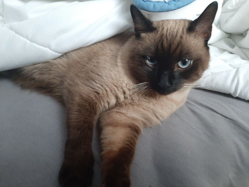  - Pisicii mei în noiembrie 2020