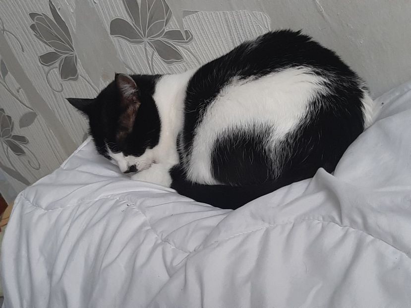  - Pisicii mei în noiembrie 2020