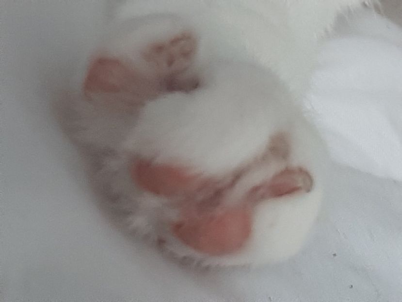  - Pisicii mei în noiembrie 2020