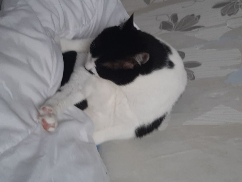  - Pisicii mei în noiembrie 2020