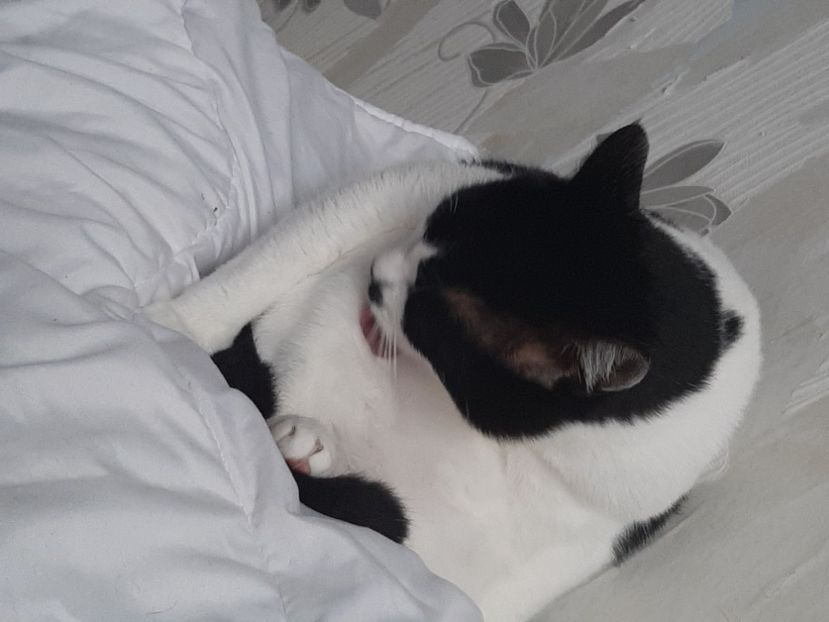  - Pisicii mei în noiembrie 2020