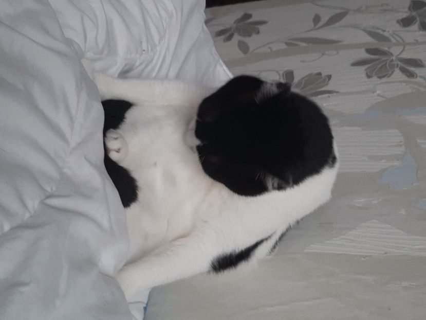  - Pisicii mei în noiembrie 2020