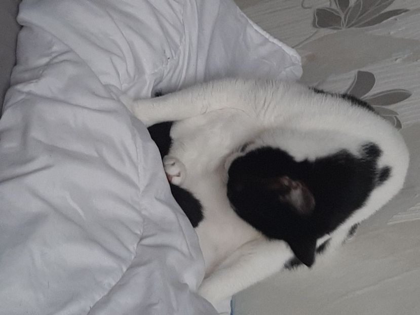  - Pisicii mei în noiembrie 2020