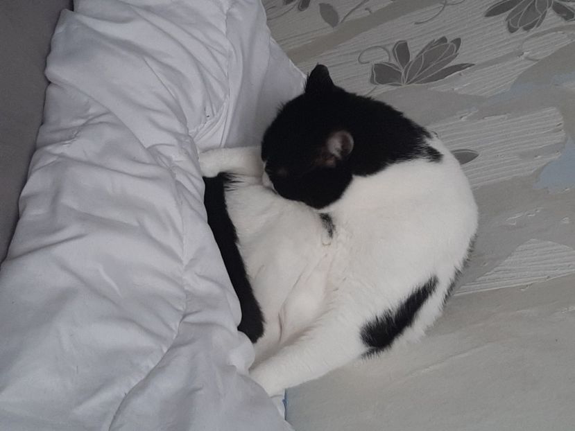  - Pisicii mei în noiembrie 2020