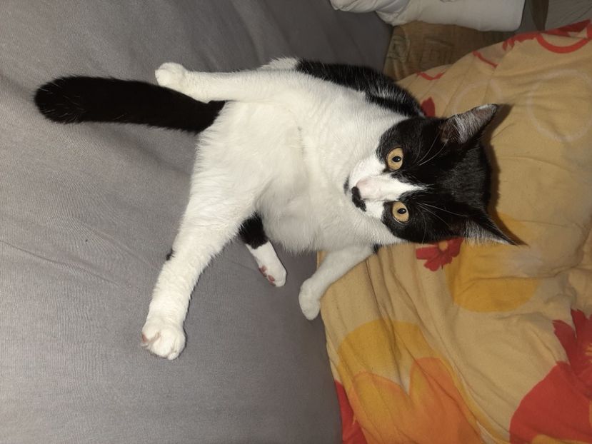  - Pisicii mei în noiembrie 2020