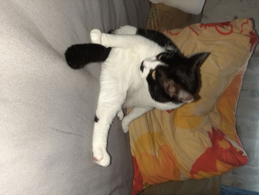  - Pisicii mei în noiembrie 2020